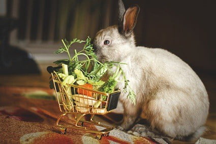 feeding rabbits eggplant