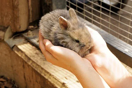 hard ear wax in rabbits