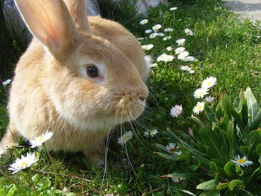 how fast do rabbits learn their names?