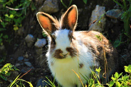 most rare rabbit breeds