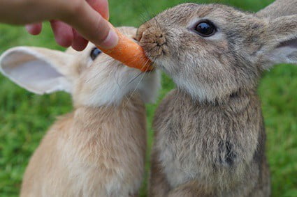 rabbit nutritional requirement percentages