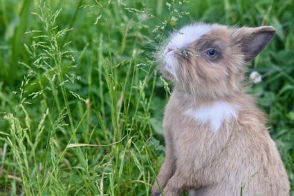 rabbit standing on two legs