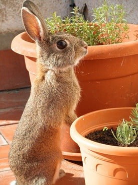 rabbit walking on hind legs