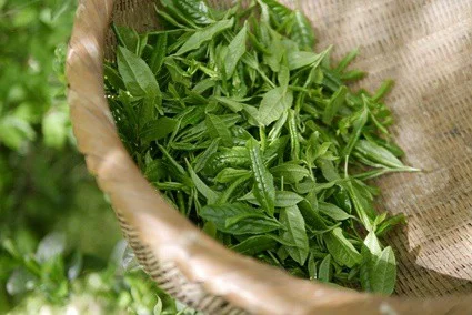 safe teas for rabbits