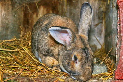 sources of carbohydrates for rabbits