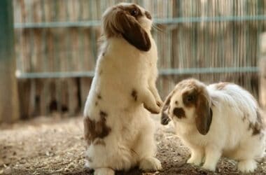 what does it mean when a rabbit stands on its back legs?