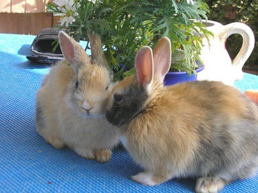 what does rabbit mounting mean?