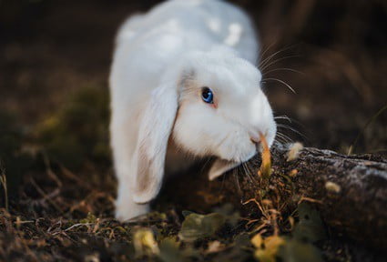 what kind of cat litter is safe for rabbits?