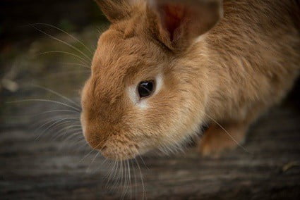 why do rabbits lick themselves?