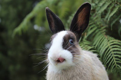 why does my rabbit lick everything?