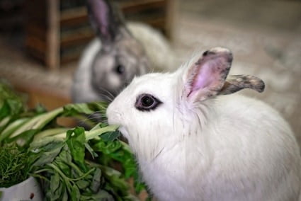 Why does my rabbit have one ear up and one ear down?