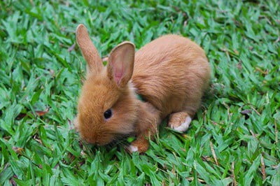 are baby rabbits ok outside?