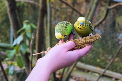 are rabbits scared of birds?