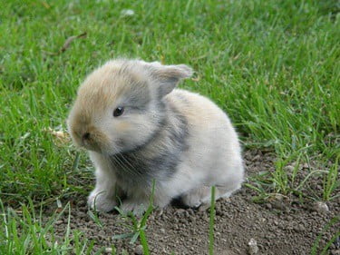 can baby rabbits play in the yard?