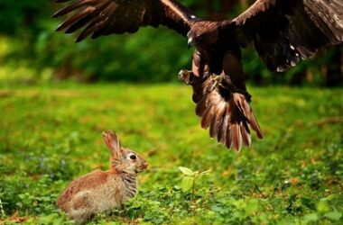 can birds and rabbits live together?