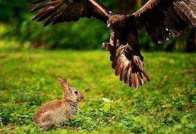 can birds and rabbits live together?