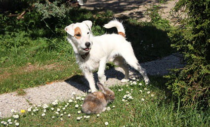 can rabbits bond with dogs?