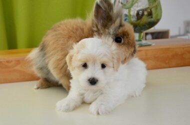 do dogs and rabbits get along?