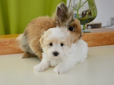 do dogs and rabbits get along?