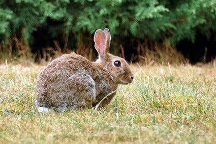 do rabbits have a good sense of hearing?