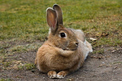 How Well Can Rabbits Hear? Rabbit Hearing Frequency Range
