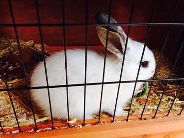 frozen water bottle in rabbit cage