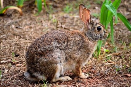 how do rabbits move?