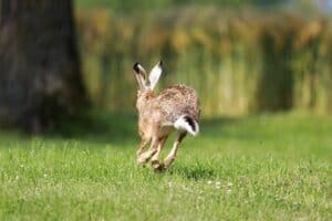 How Fast Do Rabbits Run? Wild + Domestic Rabbit Top Speed!