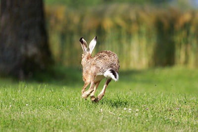 how do rabbits run so fast?