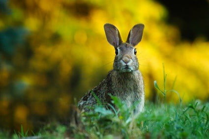 how do rabbits see behind them?