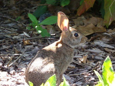 how good is a rabbit's hearing?