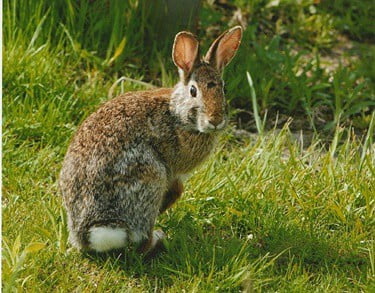 how long can a rabbit run at top speed?