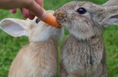 how much attention do rabbits need?