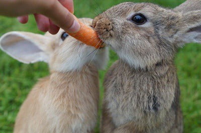 how much attention do rabbits need?