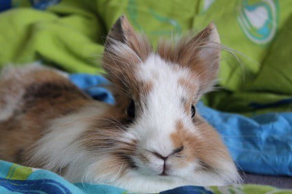 how much does it cost to microchip a rabbit?