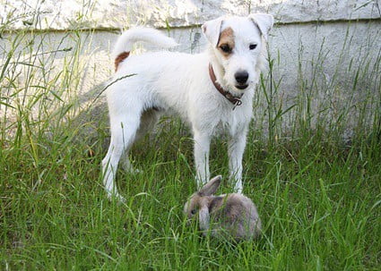 how to get my dog to leave my rabbit alone