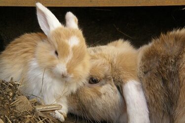 how to increase a rabbit's milk supply