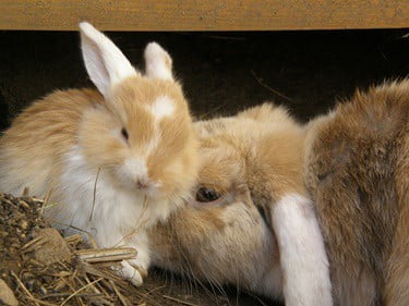 how to increase a rabbit's milk supply