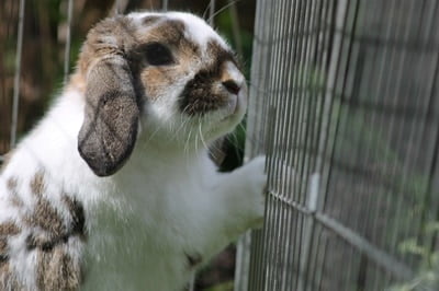 how to keep a rabbit's water from freezing