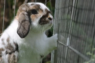 how to keep a rabbit's water from freezing