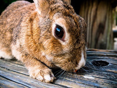 how to prevent rabbits from digging on you