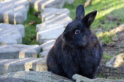 elderly rabbit care