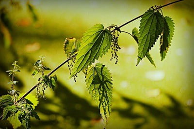 is it safe for rabbits to eat nettles?