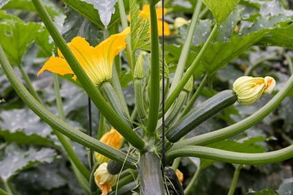is zucchini good for rabbits?