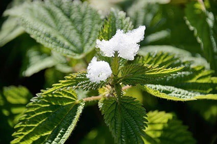 nettle leaf for rabbits