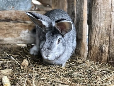 normal rabbit poop color