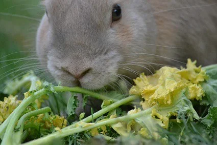 rabbit acts like its starving