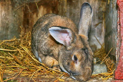 rabbit drinking own wee