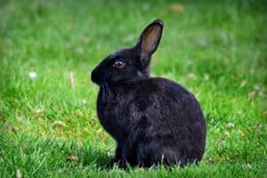 rabbit ear position meanings