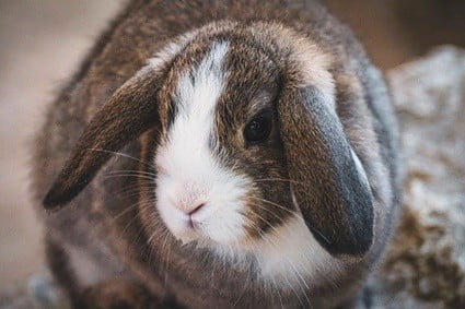 rabbit old age symptoms